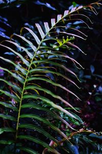 Close-up of fern leaves on tree