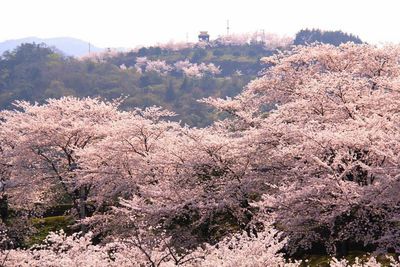 Trees growing on mountain