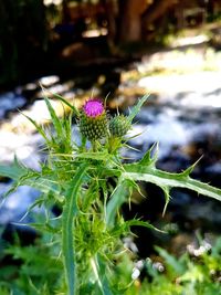 Close-up of purple flowering plant