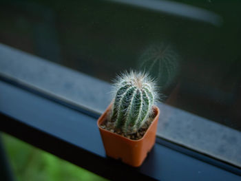 Close-up of succulent plant on window sill