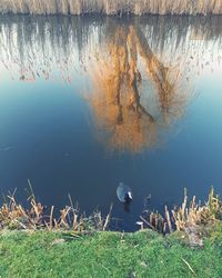 View of birds swimming in lake