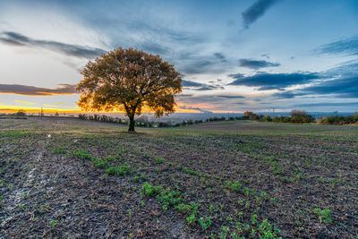 Trees on field against sky during sunset