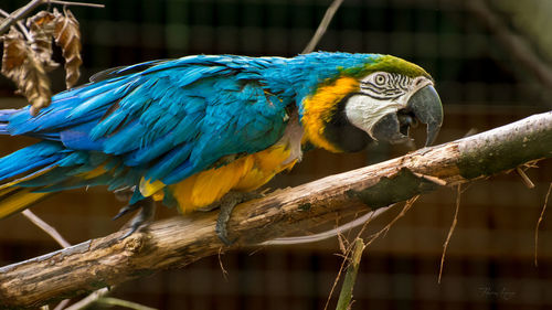 Close-up of parrot perching on branch