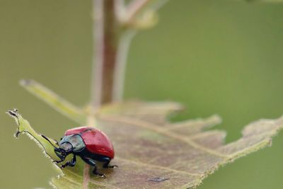 Close-up of beetle on leaf