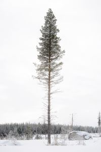Trees on snow covered field against sky