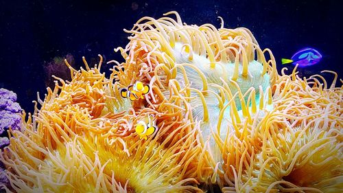Close-up of flower over black background