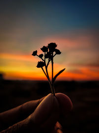 Close-up of hand holding silhouette plant against orange sky