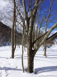 Bare trees on snow covered landscape