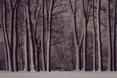 Bare trees in forest during winter