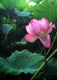 Close-up of pink lotus water lily
