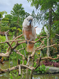 View of bird perching on tree