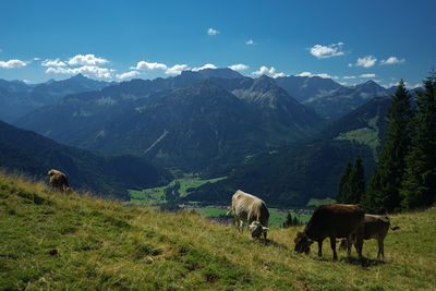 Horses grazing on field against mountain