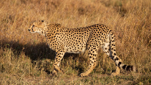 Cheetah close up, acinonyx jubatus, masai mara reserve, kenya