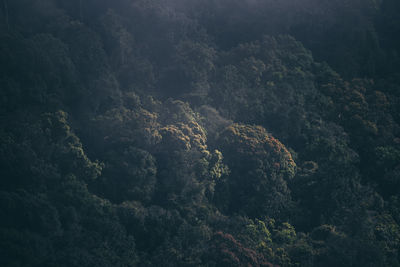 High angle view of tree on mountain