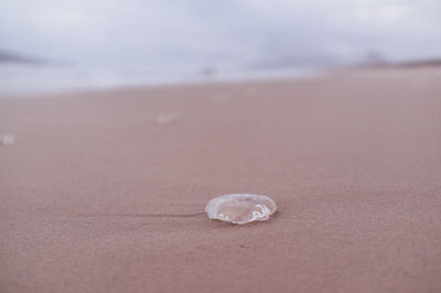 Close-up of shell on beach