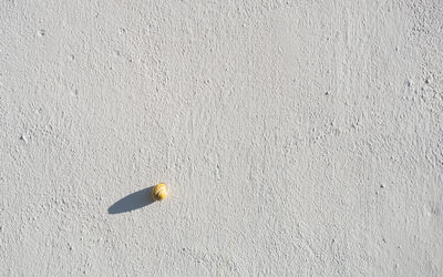 Close-up of fruit on white wall