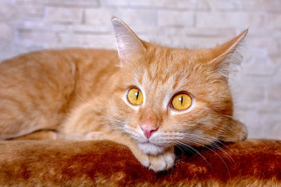 Portrait of a red cat's face. big smart eyes and a pink nose