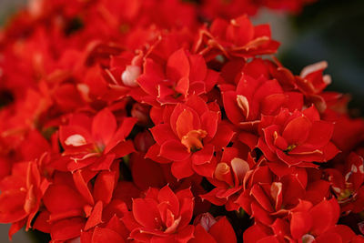 Close-up of red flowering plant