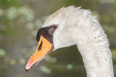 Close up of a mute swan on a sunny day at the lake in summer time