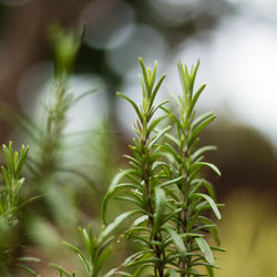 Close-up of fresh green plant