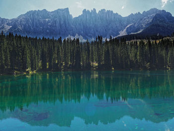 Panoramic view of pine trees by lake during winter