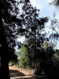 Trees in forest against sky