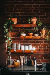 View of potted plants on wall
