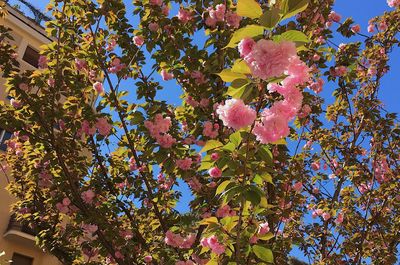 Low angle view of tree against sky