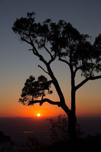 Silhouette of tree at sunset