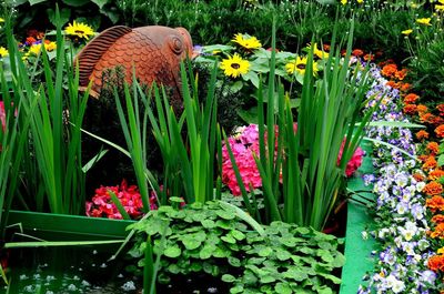 Close-up of yellow flowers blooming in field