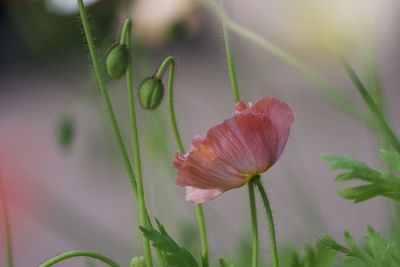 Close-up of pink flower buds