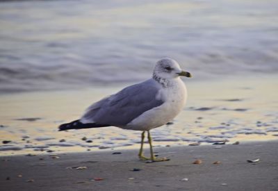 Seagull perching on a beach