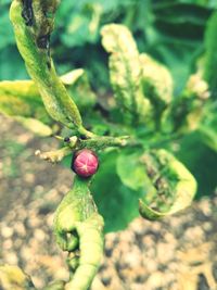 Close-up of fruits on plant