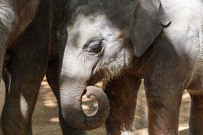 Close-up of elephant drinking