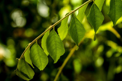 Close-up of green leaves