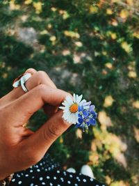 Close-up of hand holding purple flowering plant