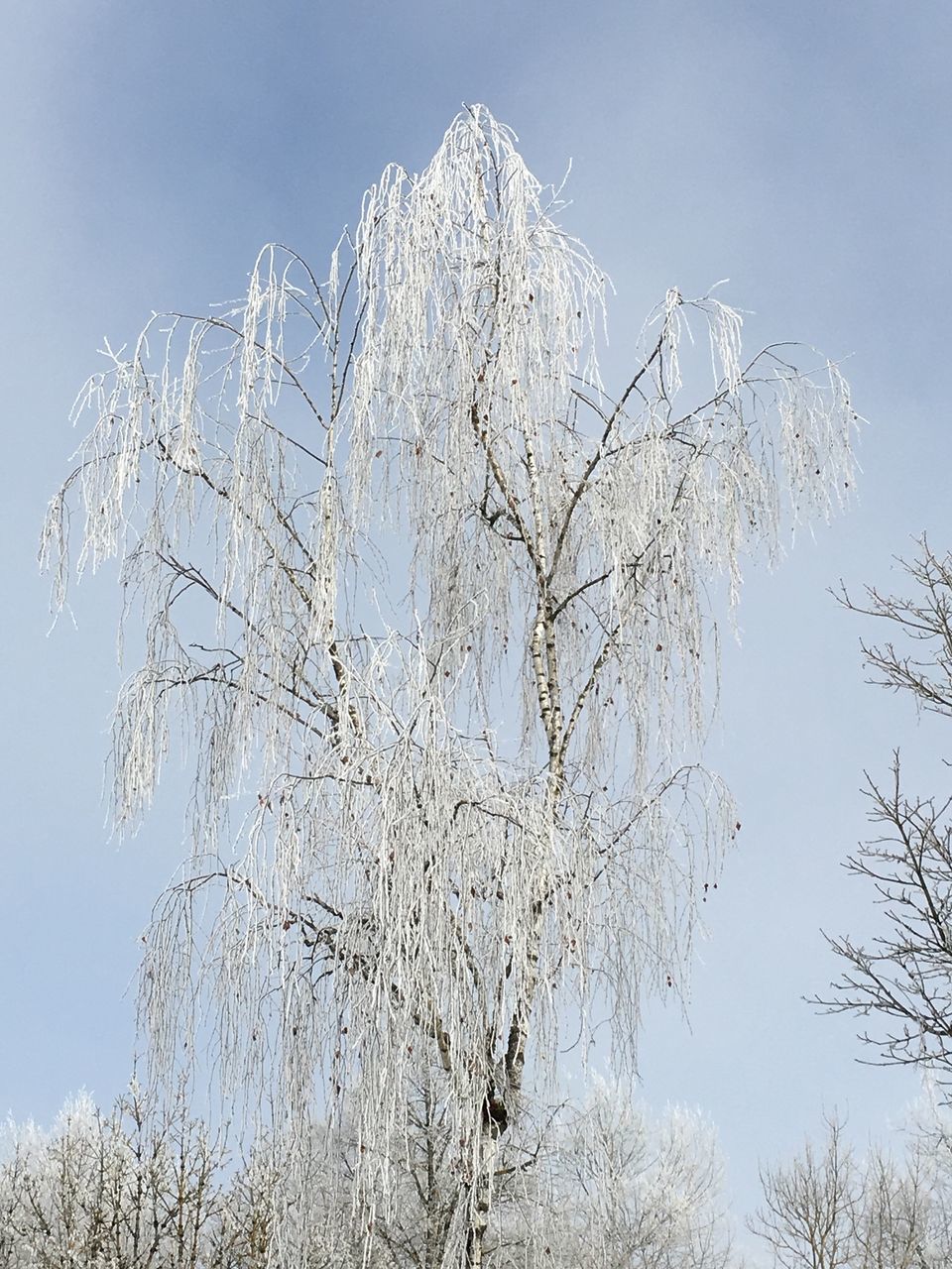 plant, sky, tree, low angle view, nature, branch, no people, day, cold temperature, beauty in nature, winter, snow, bare tree, growth, white color, clear sky, tranquility, frozen, outdoors