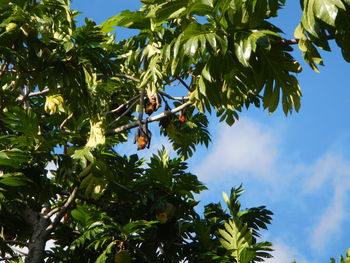 Low angle view of flying foxes on branches against sky