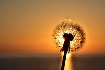 Close-up of dandelion against orange sky