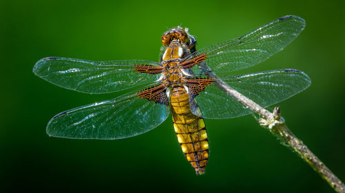 Close-up of caterpillar on leaf