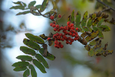 Close-up of red berries growing on tree