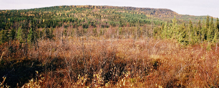 Plants growing on land