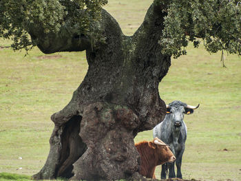 Birds perching on tree in field