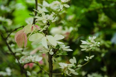 Close up of plant