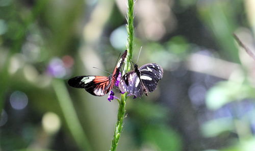 Close-up of butterfly pollinating on purple flower