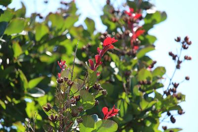 Close-up of red flowering plant