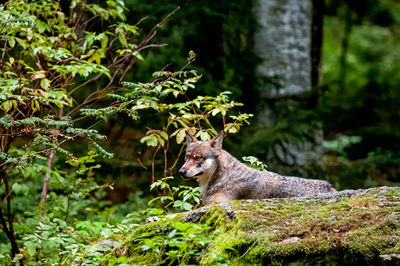 Wolf resting on rock in bavarian forest