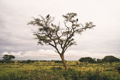 Tree on field against sky