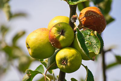 Close-up of apples on tree