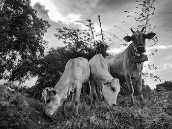 Cow standing in a field